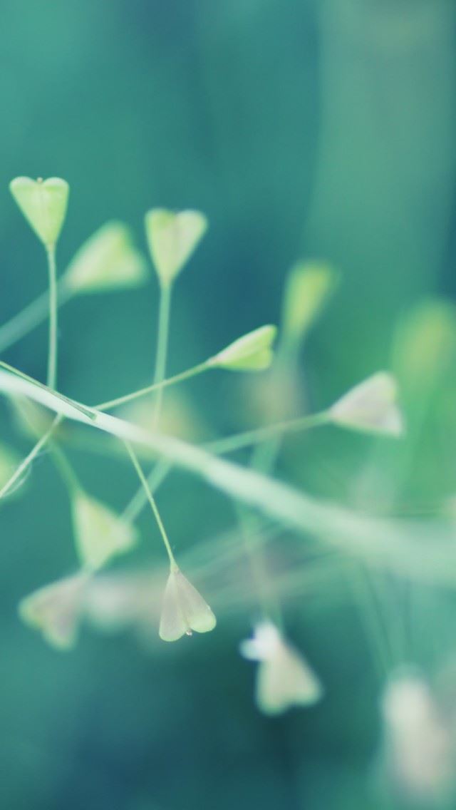 640x1136 Nature Bokeh - heart iPhone Wallpaper