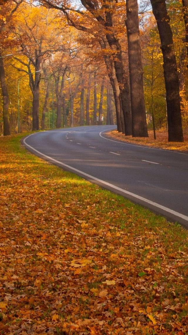 Trees Leaves Roads iPhone wallpaper 