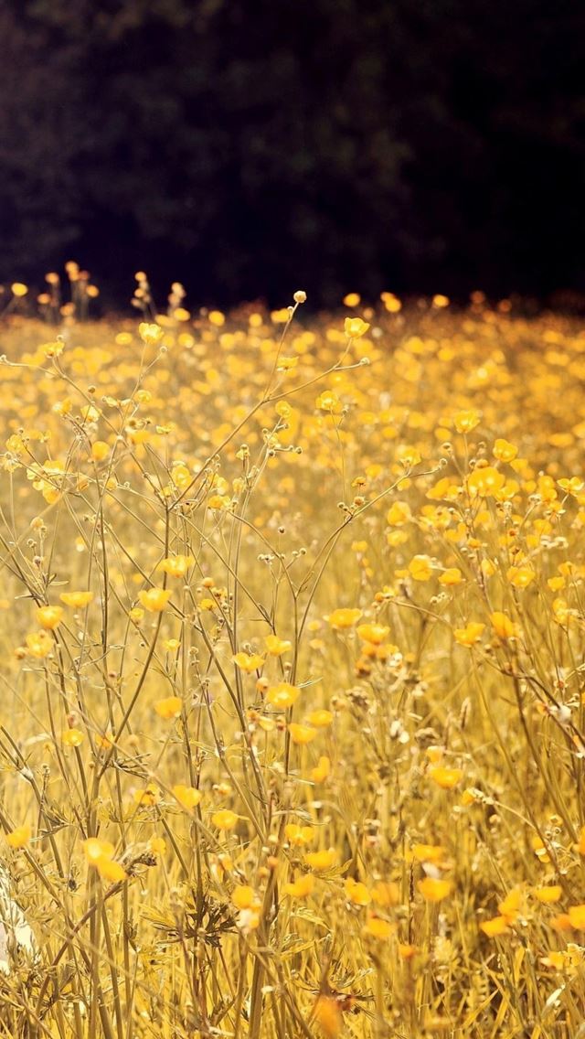 640x1136 Yellow flower - flower iPhone Wallpaper