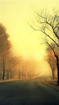 Trees Roads wallpaper