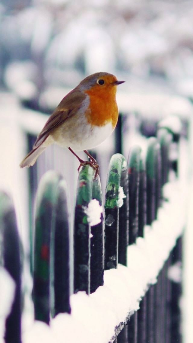 640x1136 Snow Fence Bird Winter -  iPhone Wallpaper