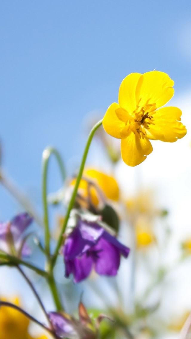 640x1136 Flowers In The Sunlight - flower iPhone Wallpaper