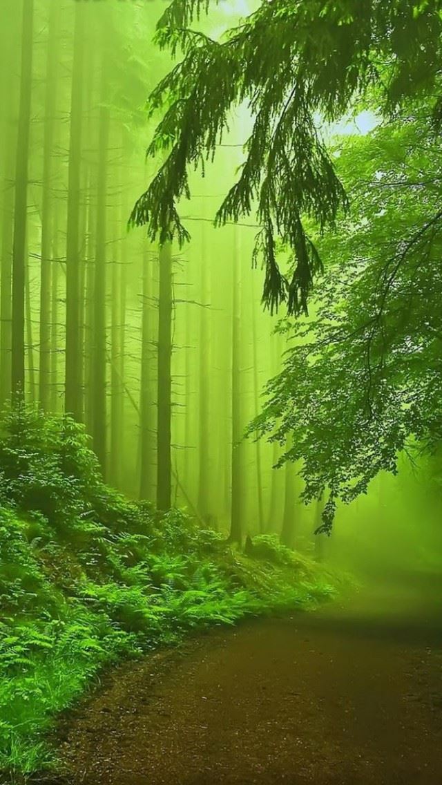 640x1136 Forest Fog Green - road iPhone Wallpaper