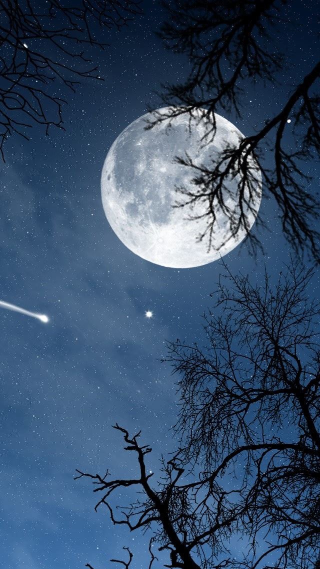 640x1136 Night - tree iPhone Wallpaper