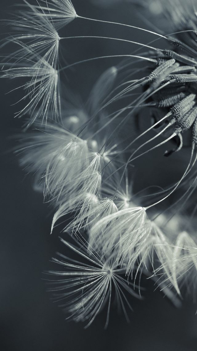 640x1136 Candelion close up -  iPhone Wallpaper