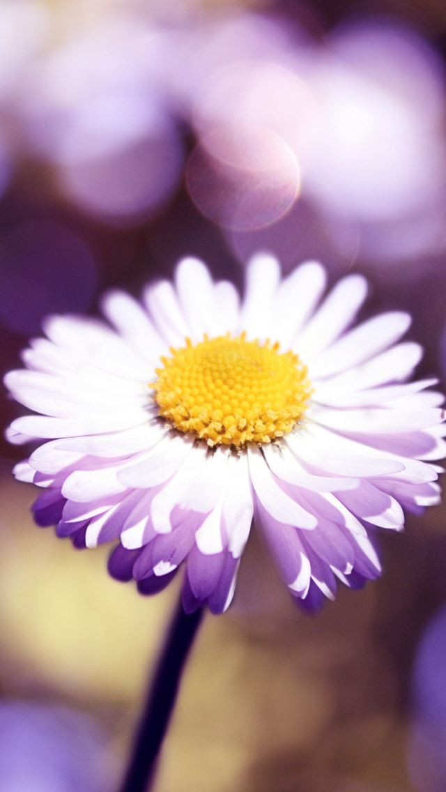 640x1136 Bokeh flower - flower iPhone Wallpaper