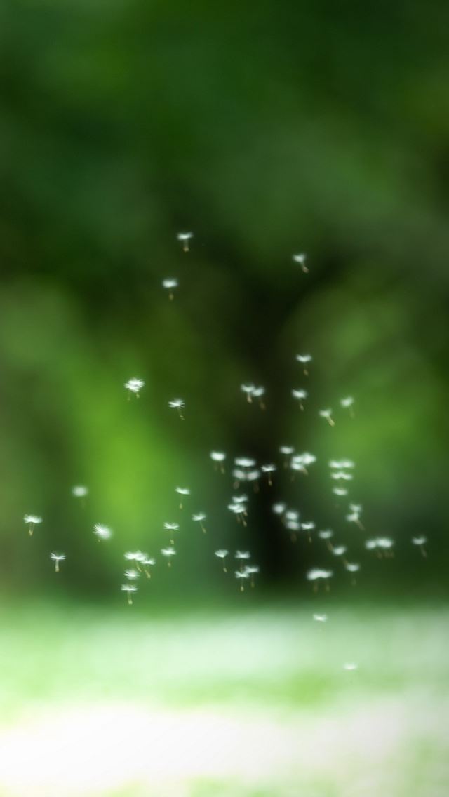 640x1136 Dandelion flying - dandelion iPhone Wallpaper