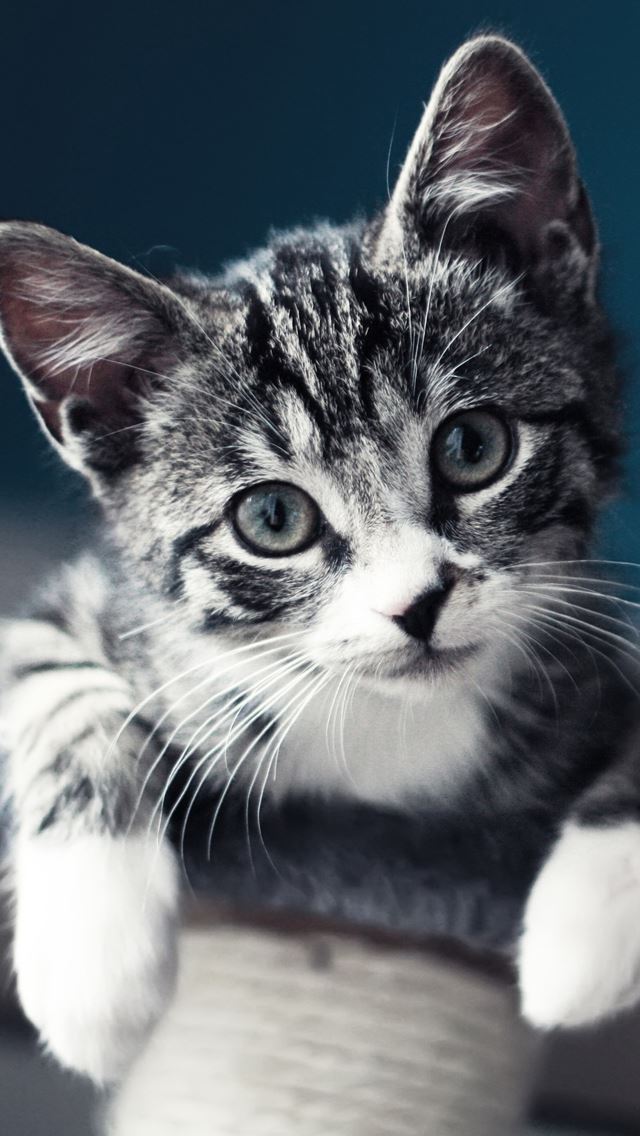 640x1136 Cute Baby Cat - baby iPhone Wallpaper