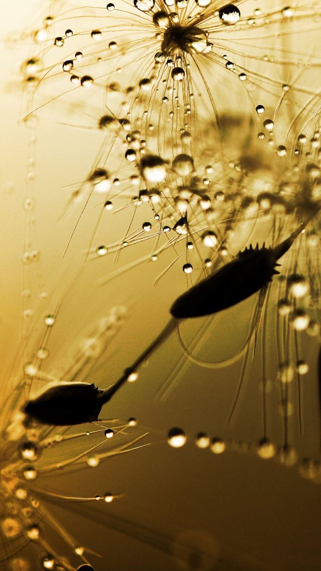 640x1136 Wet dandelion seeds - water drop iPhone Wallpaper