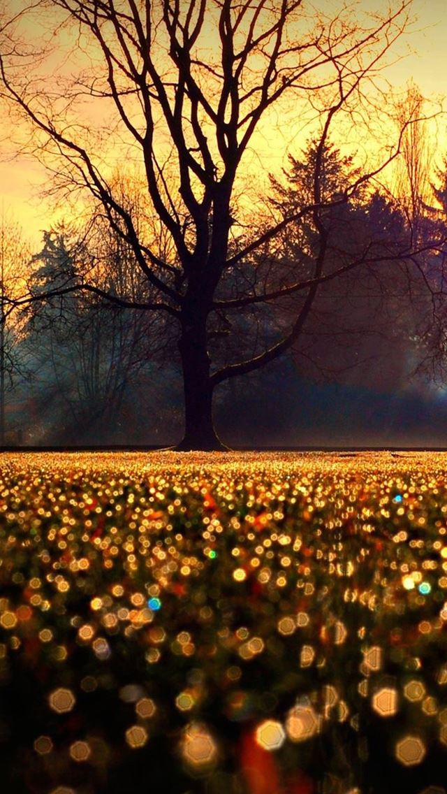 640x1136 Bokeh flowers -  iPhone Wallpaper