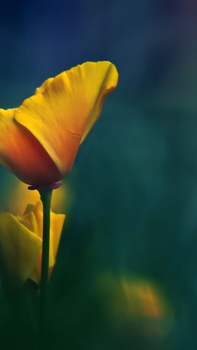 640x1136 Yellow Flowers Fuzzy Natural - natural iPhone Wallpaper