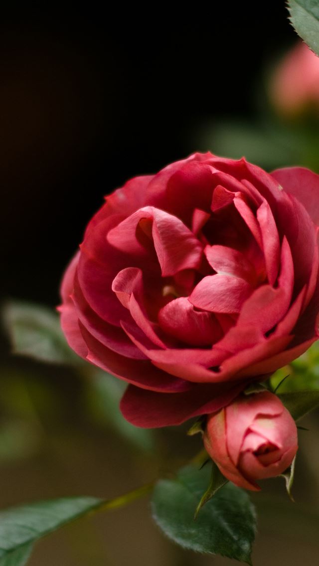 640x1136 Red Rose - flower iPhone Wallpaper