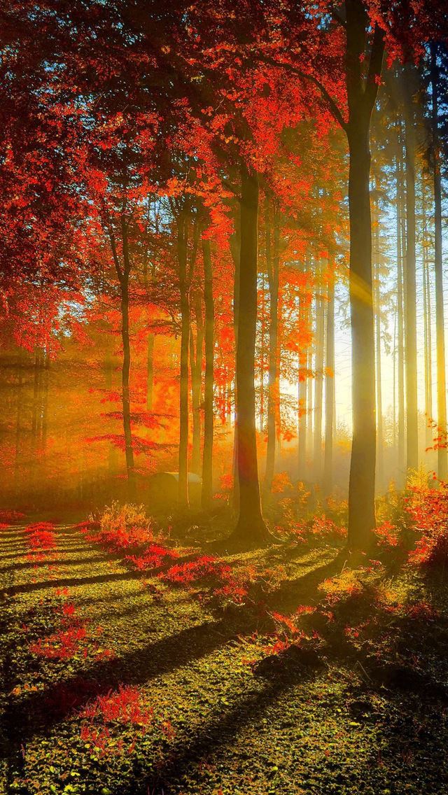 640x1136 Red forest -  iPhone Wallpaper