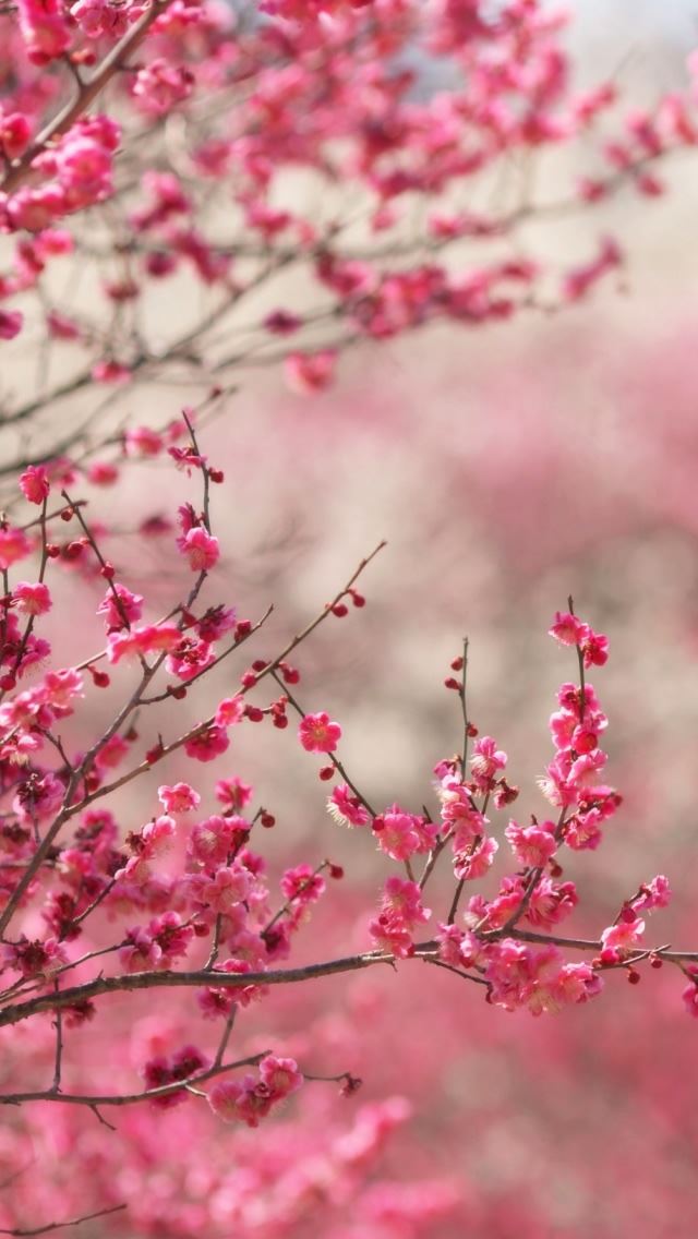 640x1136 Spring Signs - sunshine iPhone Wallpaper
