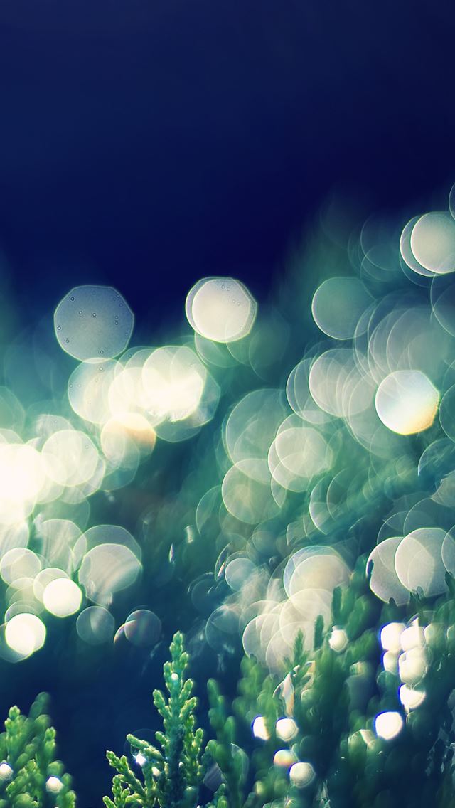 640x1136 Thuja occidentalis bokeh - bokeh iPhone Wallpaper
