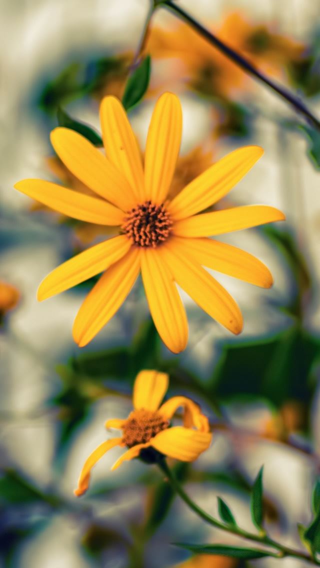 640x1136 Yellow Flower - flower iPhone Wallpaper