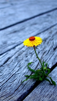 Flower between wooden boards wallpaper