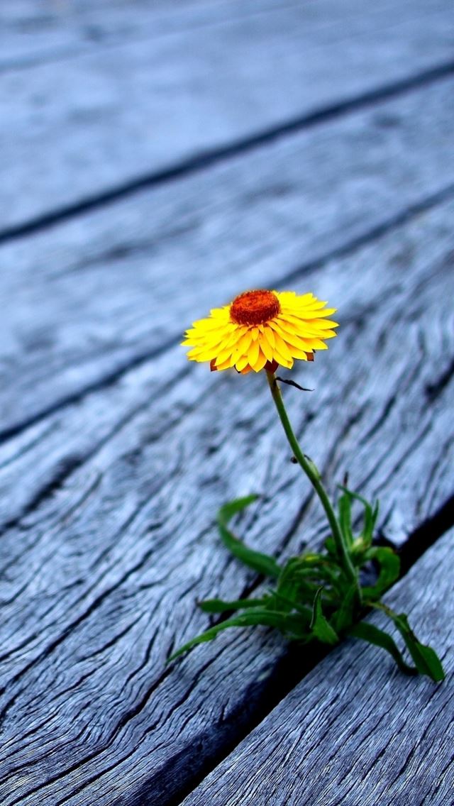 640x1136 Flower between wooden boards - wood iPhone Wallpaper