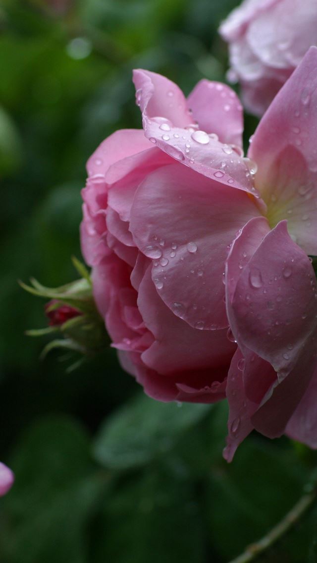 640x1136 Roses - water drop iPhone Wallpaper