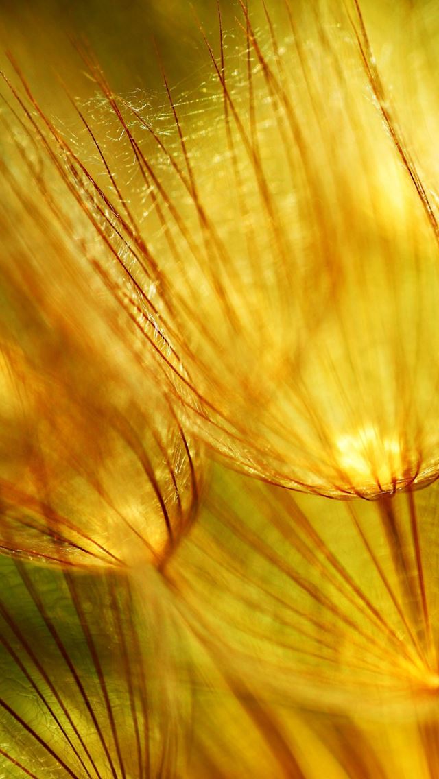 640x1136 Golden fluff - golden iPhone Wallpaper
