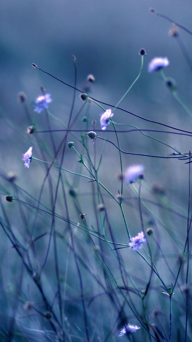 640x1136 Flowers stems - purple iPhone Wallpaper