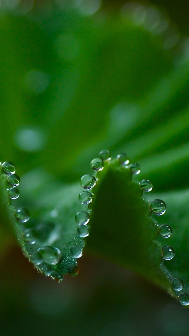 640x1136 Superb water drop macro - macro iPhone Wallpaper