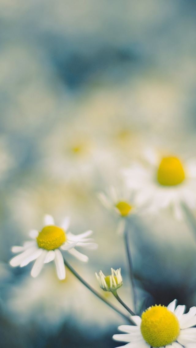 640x1136 Chamomile flowers -  iPhone Wallpaper
