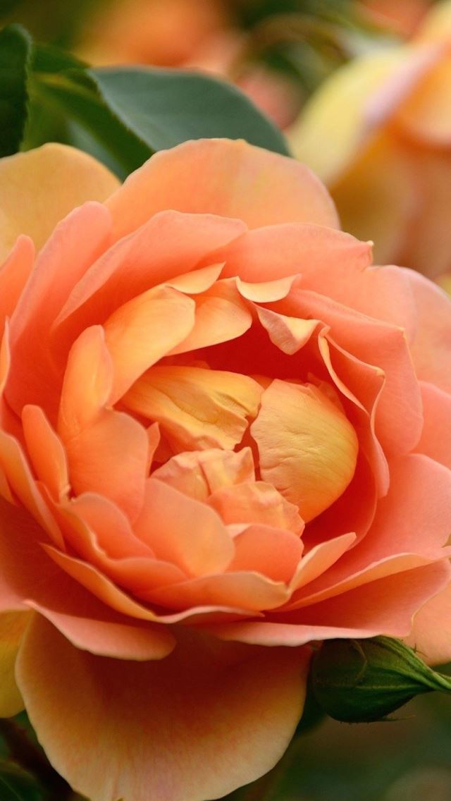 640x1136 Peony - peony iPhone Wallpaper