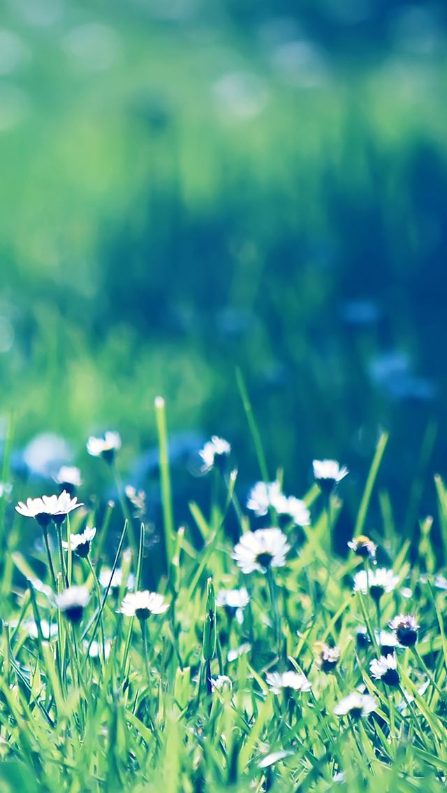 640x1136 Daisies field - daisies iPhone Wallpaper