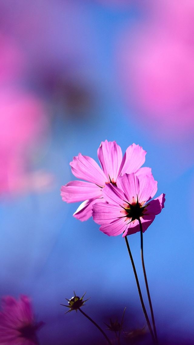 640x1136 Cosmos flower - flower iPhone Wallpaper