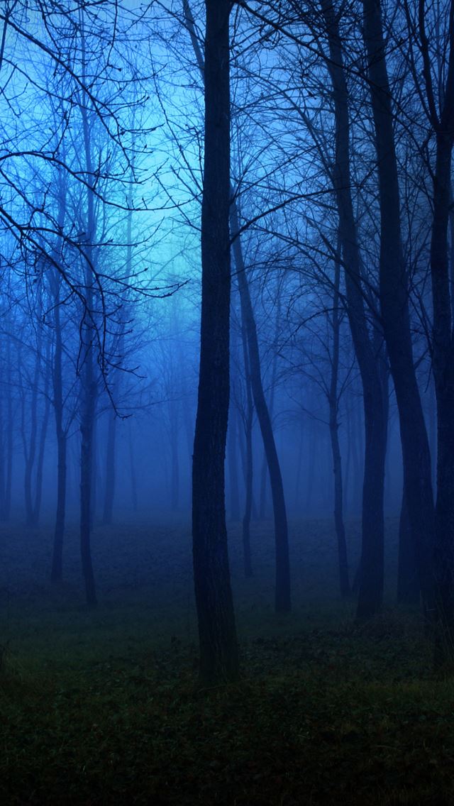 640x1136 Night in the forest -  iPhone Wallpaper