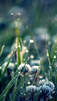 Clover field wallpaper