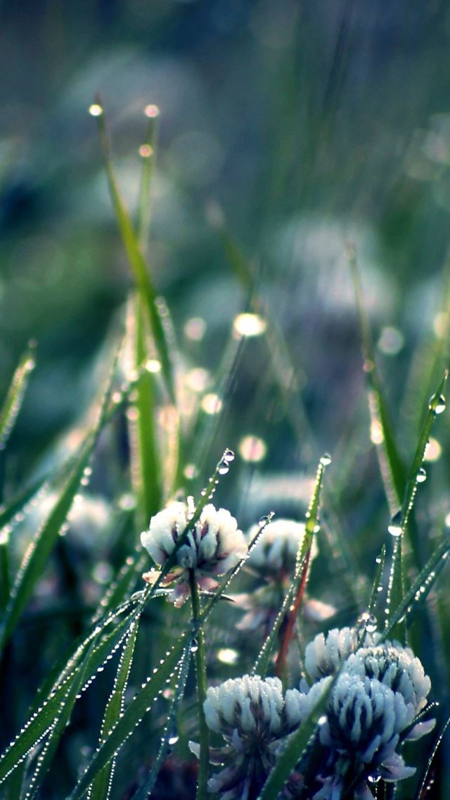 640x1136 Clover field - dew iPhone Wallpaper