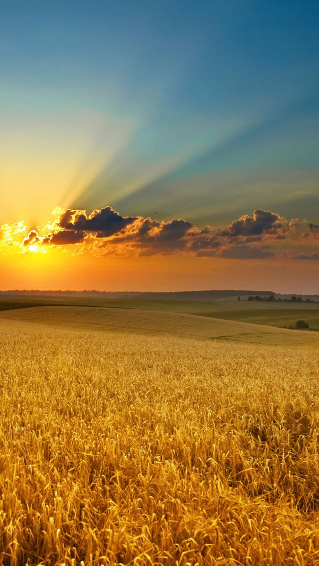 640x1136 Golden summer field -  iPhone Wallpaper