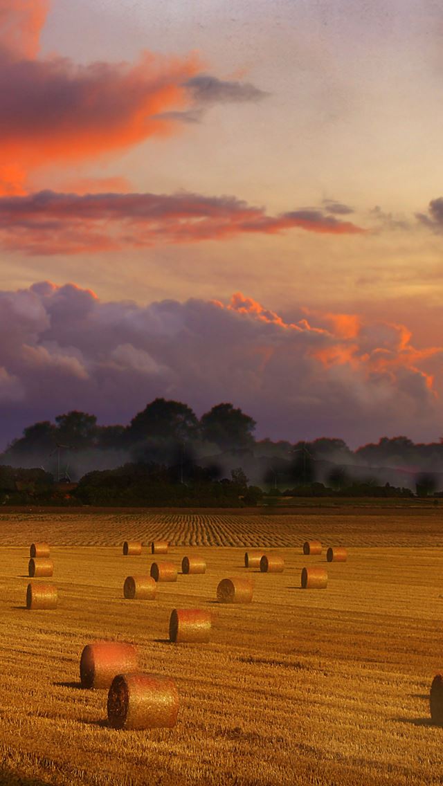 640x1136 Vintage harvest - pink iPhone Wallpaper