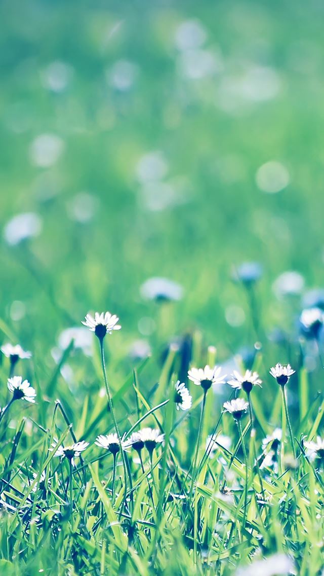 640x1136 Daisies field - daisies iPhone Wallpaper