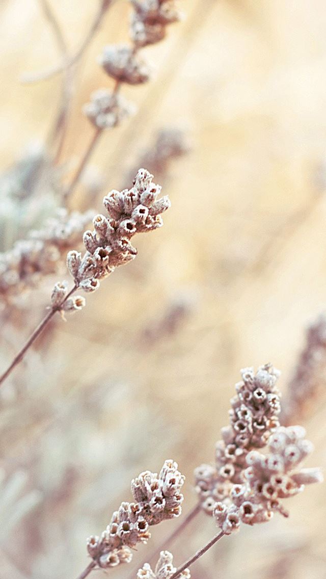 640x1136 Bright depth of field plants - flower iPhone Wallpaper