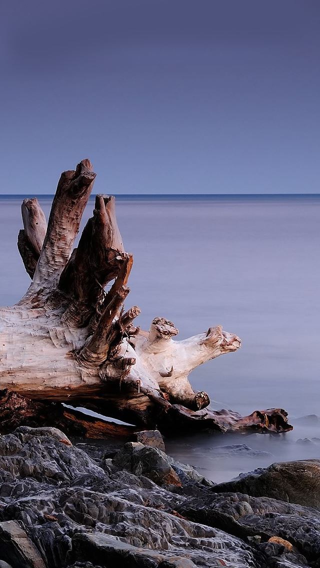 640x1136 Beach roots - stone iPhone Wallpaper