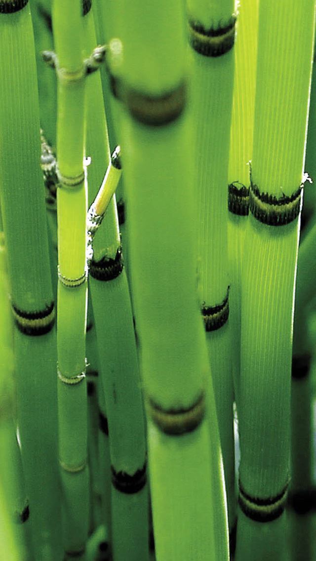 640x1136 Equisetum nature -  iPhone Wallpaper