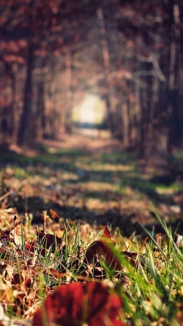 640x1136 Forests paths trees - forests iPhone Wallpaper