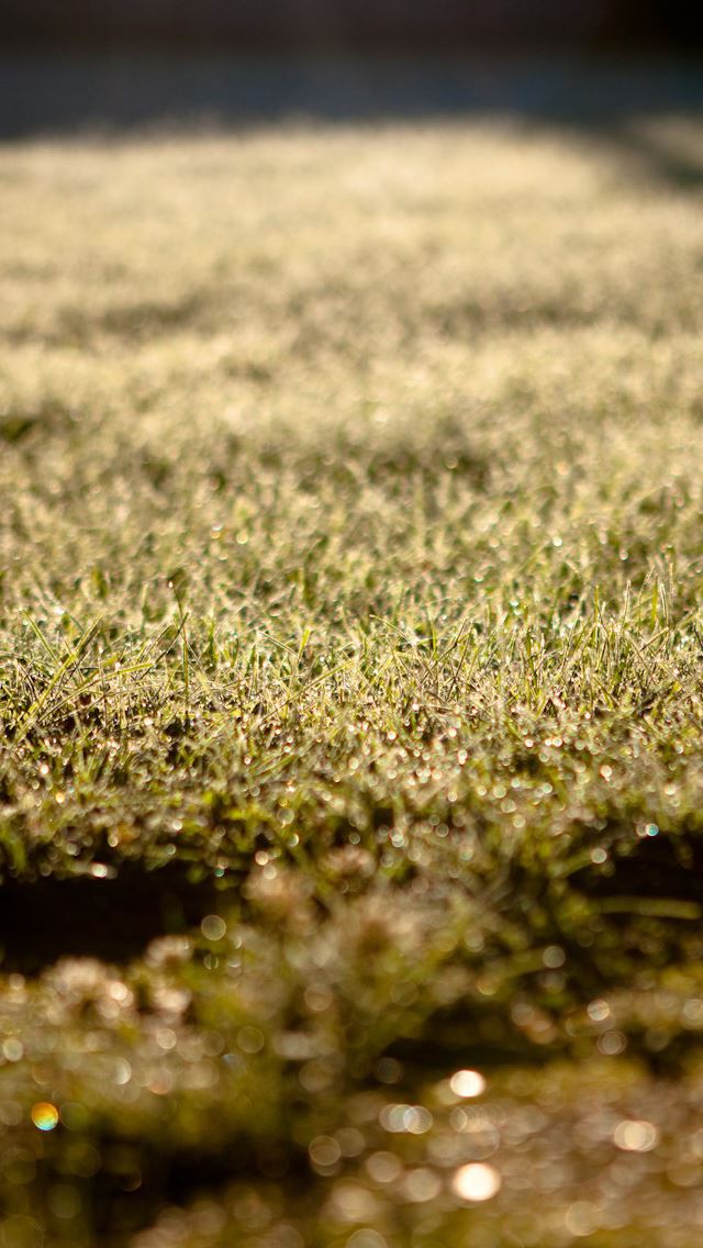 640x1136 Depth of field grass - depth iPhone Wallpaper