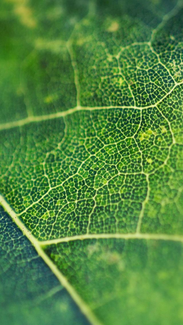 640x1136 Network - bokeh iPhone Wallpaper