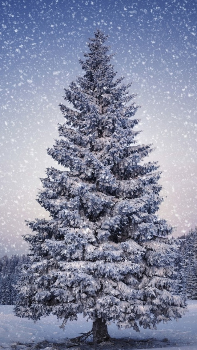 Fir Trees Snowfall Winter iPhone wallpaper 