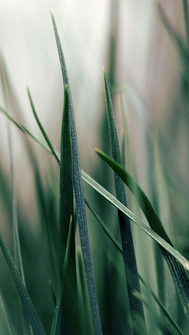 640x1136 Green grass - grass iPhone Wallpaper
