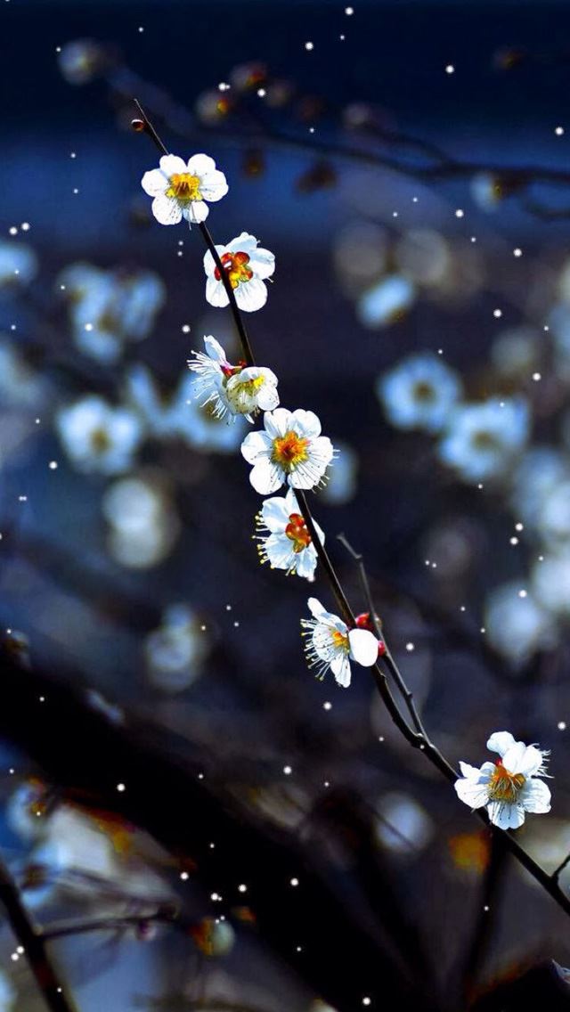 640x1136 Plum blossom -  iPhone Wallpaper