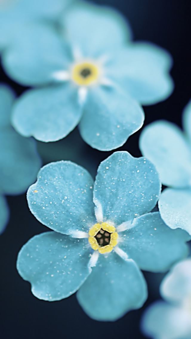 640x1136 Forget Me Blue Flowers -  iPhone Wallpaper