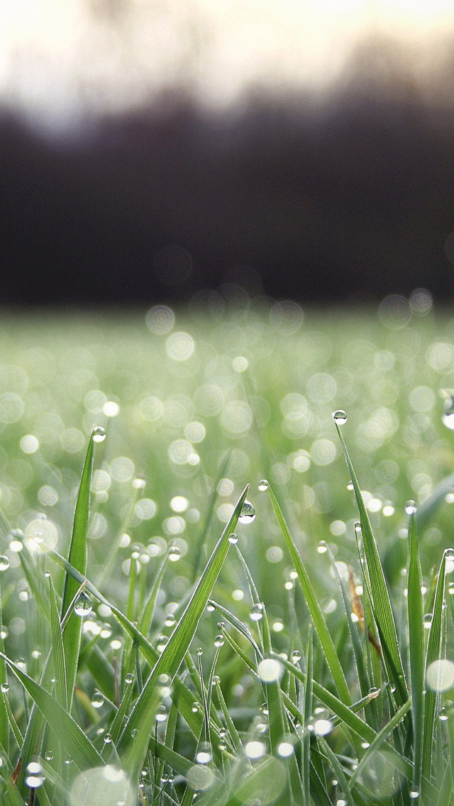 Grass water drop iPhone wallpaper 