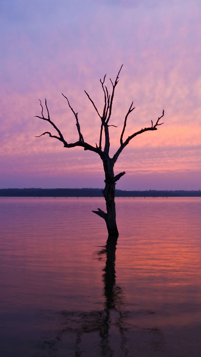 640x1136 Tree in the water - inverted image iPhone Wallpaper