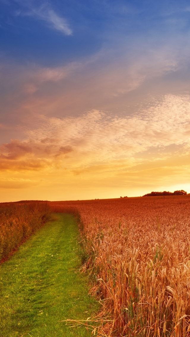 640x1136 Crop ears gold grass - grass iPhone Wallpaper