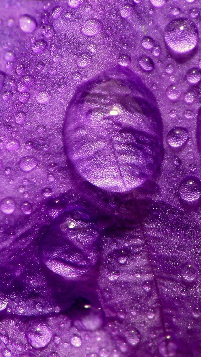 640x1136 drops on the purple petal - petal iPhone Wallpaper